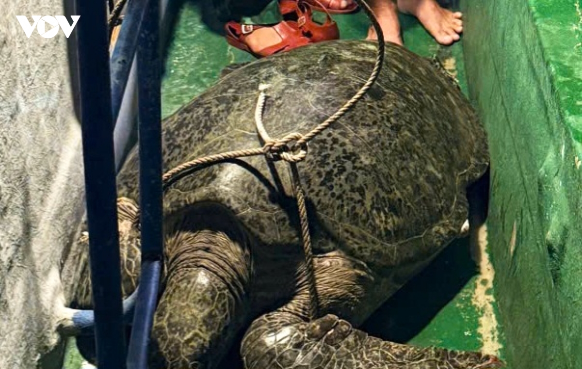 1-con-vich-nang-toi-120kg.jpg