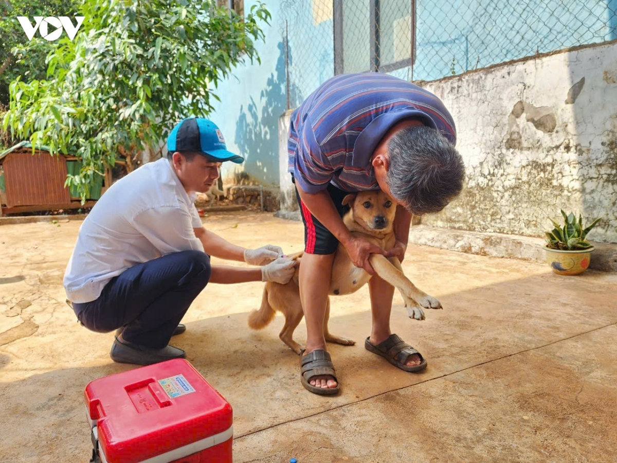 Tỷ lệ tiêm phòng bệnh dại trên đàn chó, mèo tại Đắk Lắk mới đạt hơn 28% tổng đàn.