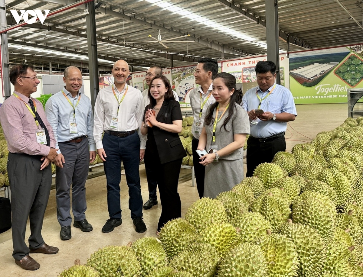 Niên vụ 2026, sản lượng sầu riêng Đắk Lắk ước đạt khoảng 500.0000 tấn
