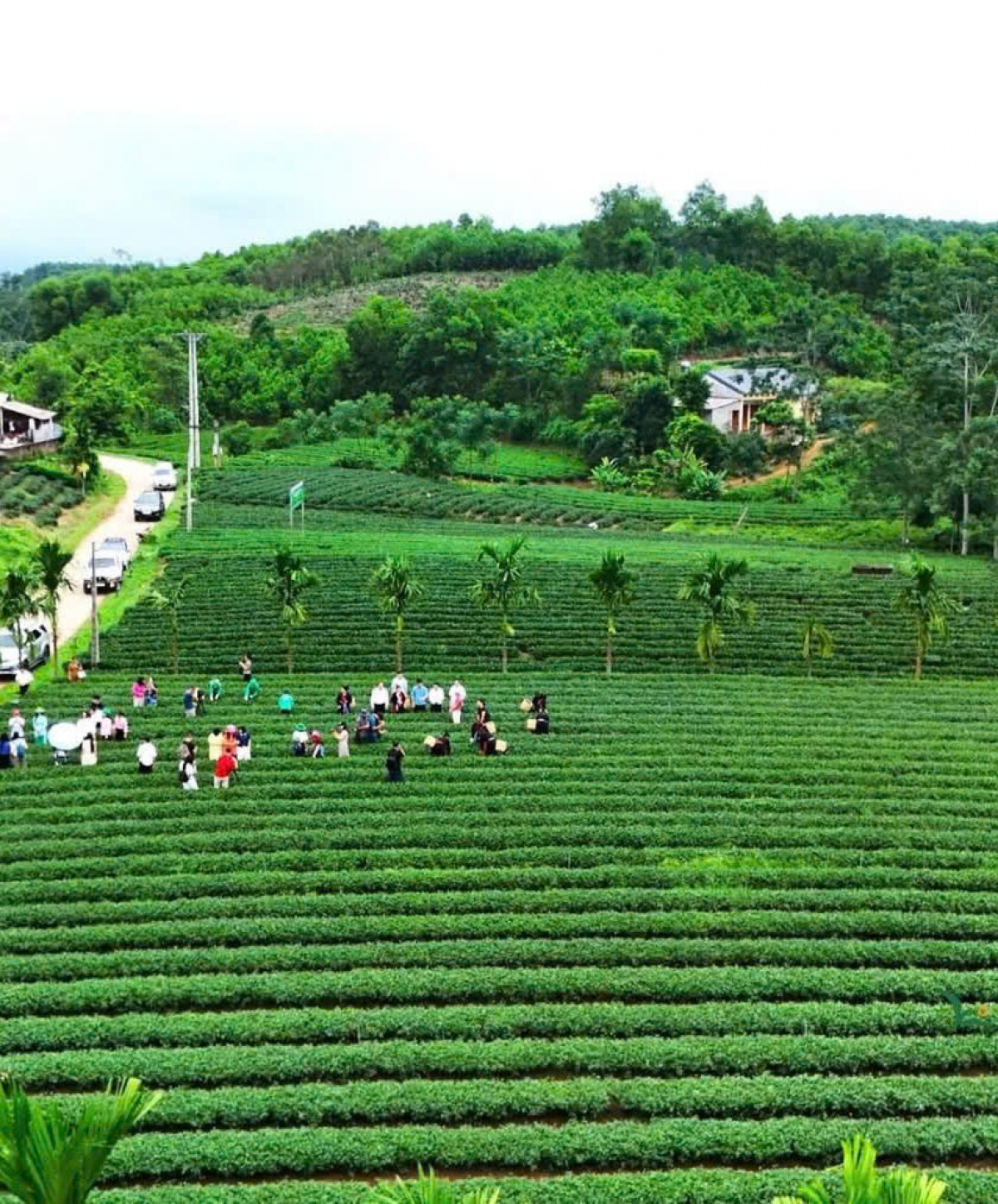 che-vo-tranh.jpg