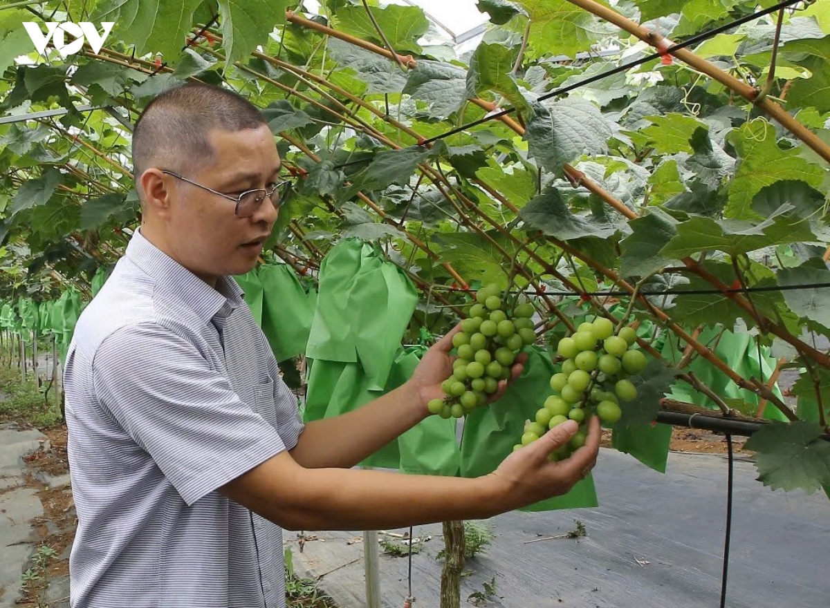 nho_sua_han_quoc_hop_tho_nhuong_khi_hau_thao_nguyen_son_la.jpg