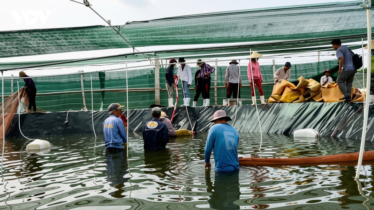 nong_dan_vinh_long_thu_hoach_tom_the_nuoi_theo_hinh_thuc_sieu_tham_canh_2_20260704120727.jpg