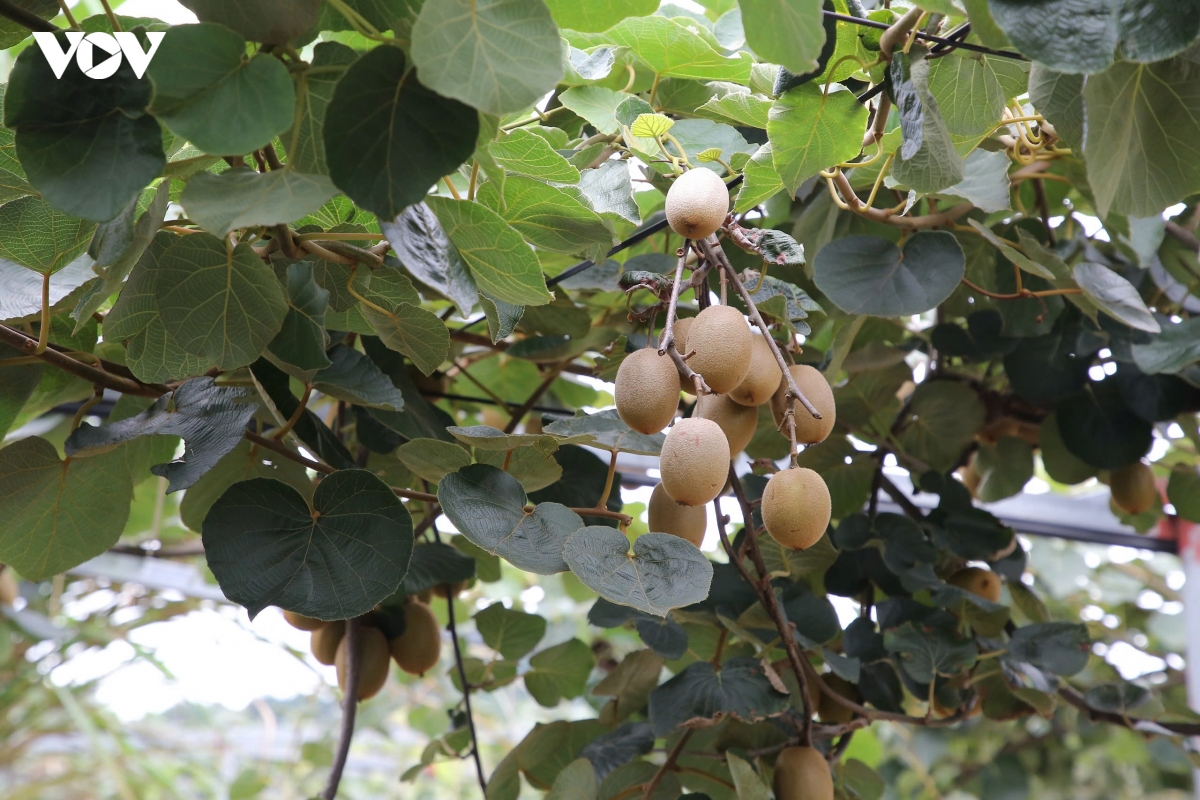 tung_chum_kiwi_ra_qua_hua_hen_vu_mua_boi_thu_vao_thang_9_toi_day.jpg