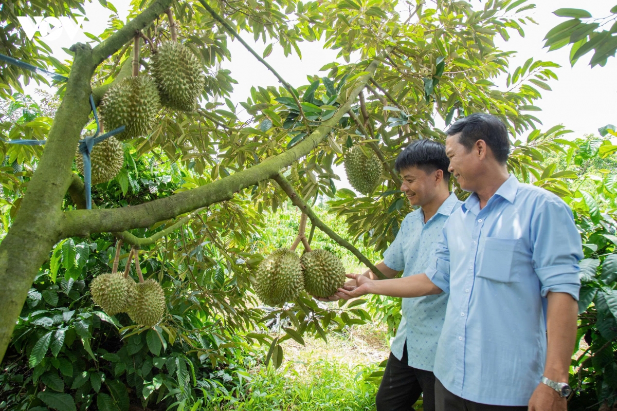 1-8-sau-rieng-1.jpg