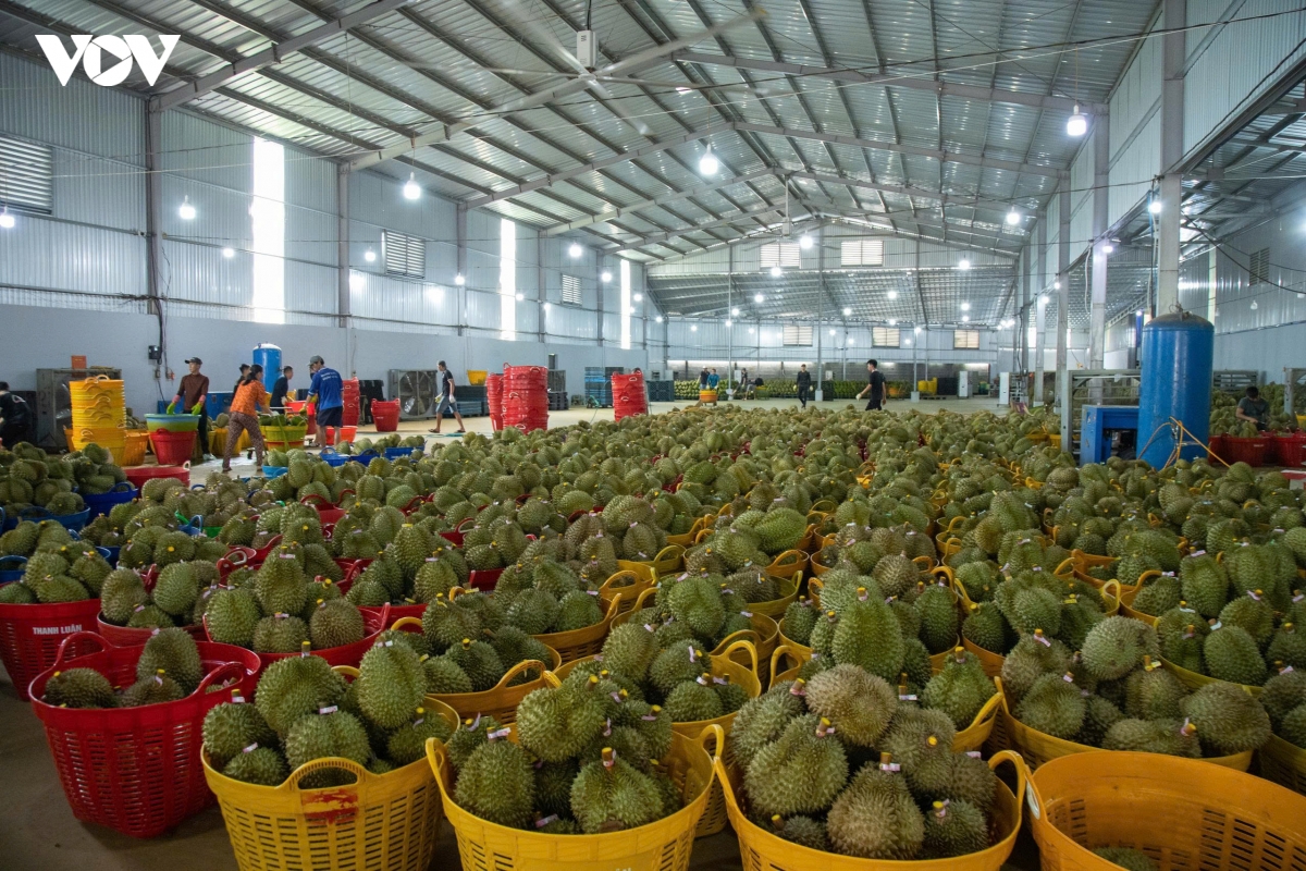 Đắk Lắk hiện có hơn 44.000 ha sầu riêng, năm 2026 sản lượng dự kiến đạt khoảng 500.000 tấn. 