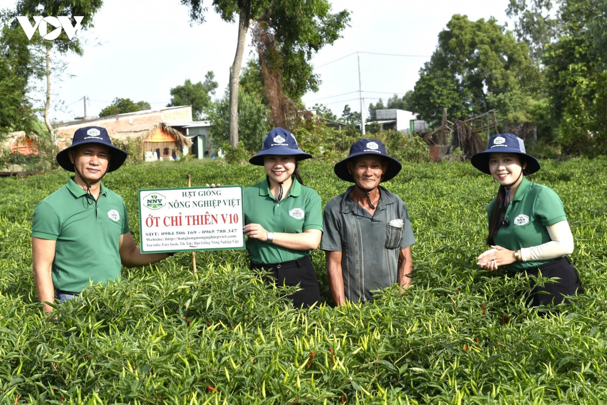 cay_ot_dang_cho_nang_suat_cao_va_gia_tang_nong_dan_co_lai_kha_20260831071456.jpg
