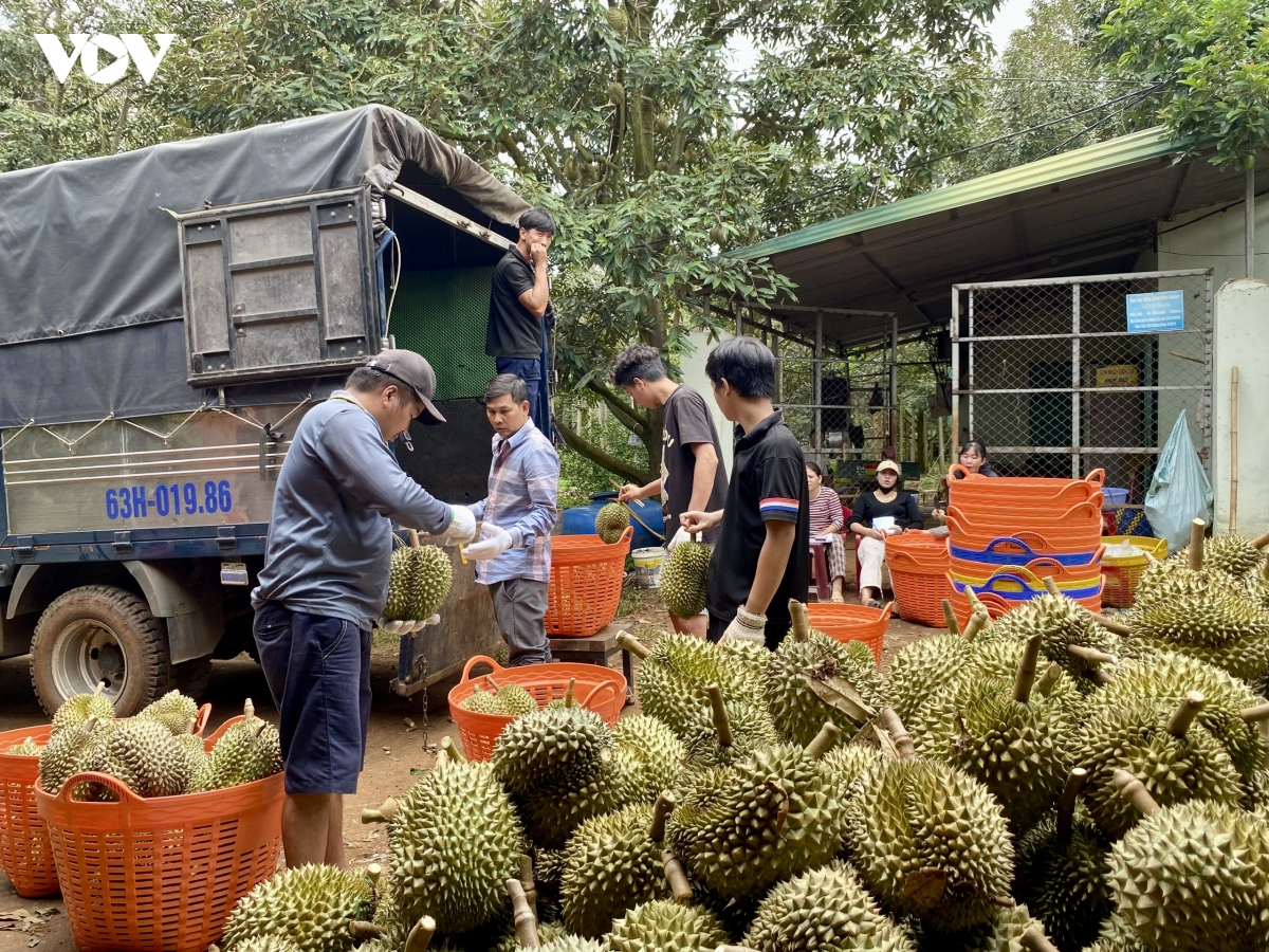 co-ma-so-thi-nong-dan-duoc-lien-ket-voi-doanh-nghiep-xuat-khau-khong-co-ma-so-thi-ban-troi-noi.jpeg