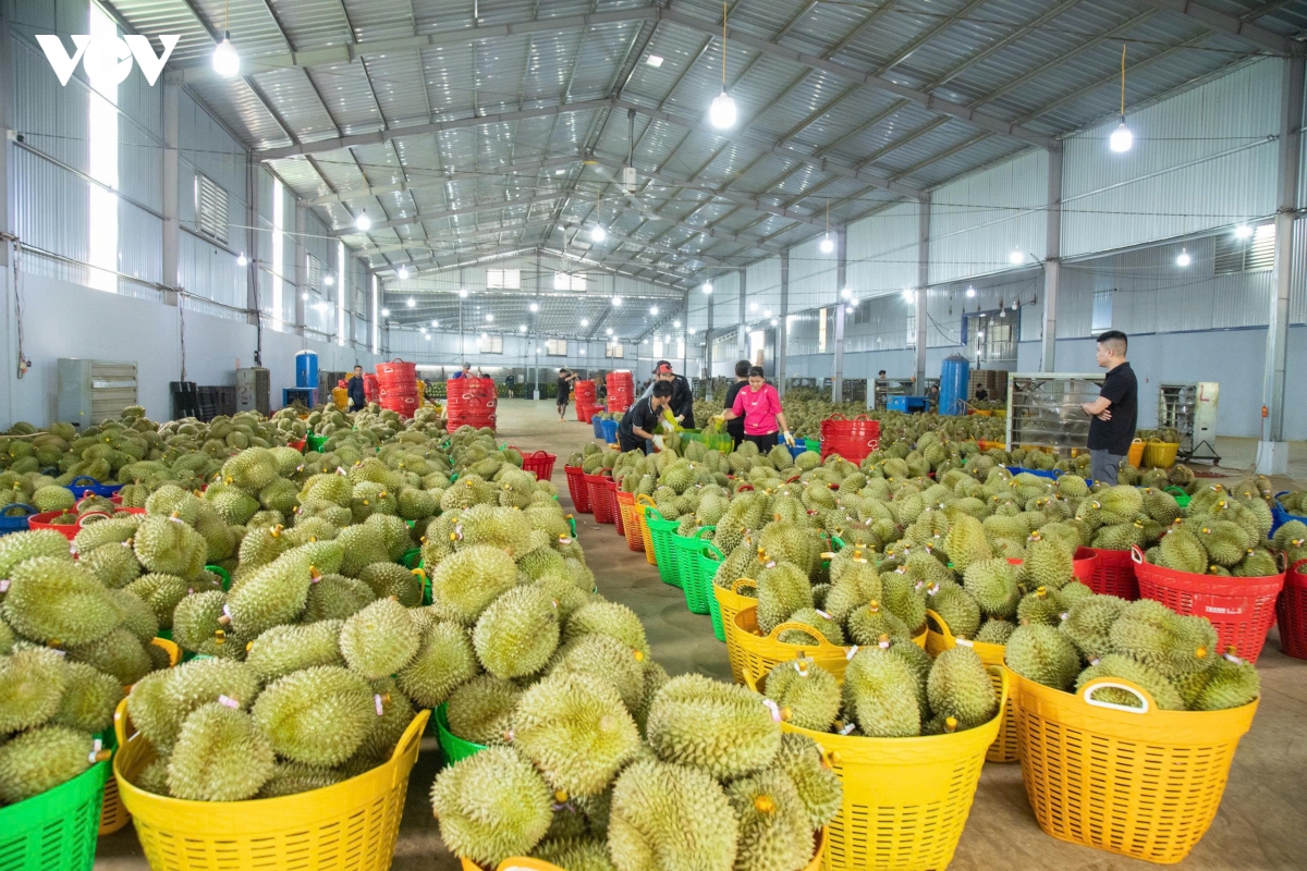dak-lak-vao-vu-thu-hoach-chinh-san-luong-sau-rieng-du-kien-500000tan.jpeg