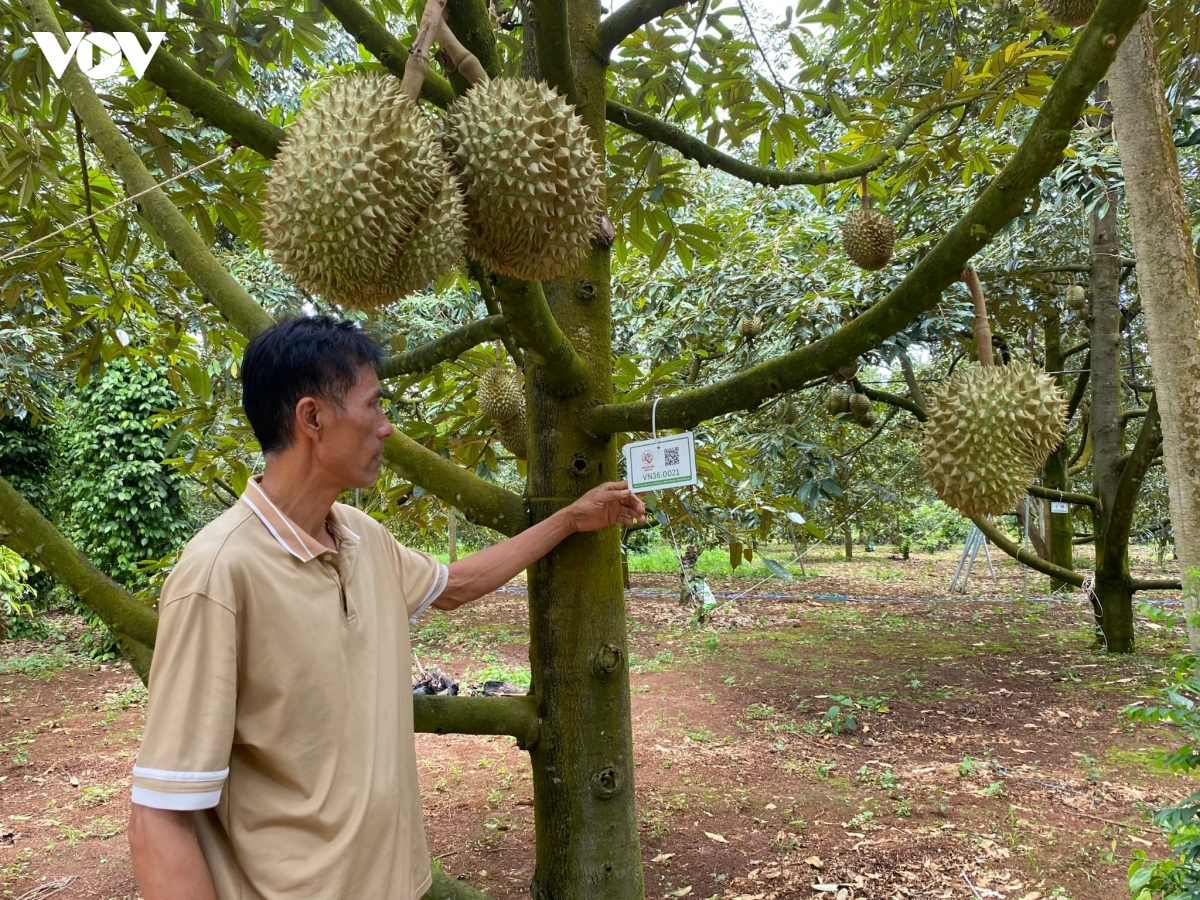 ma-so-dinh-danh-den-tung-cay-sau-rieng.jpeg