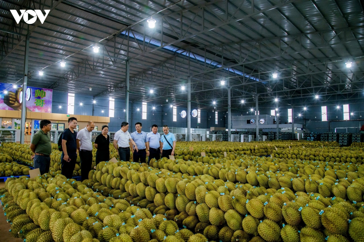 nganh-hang-sau-rieng.jpeg