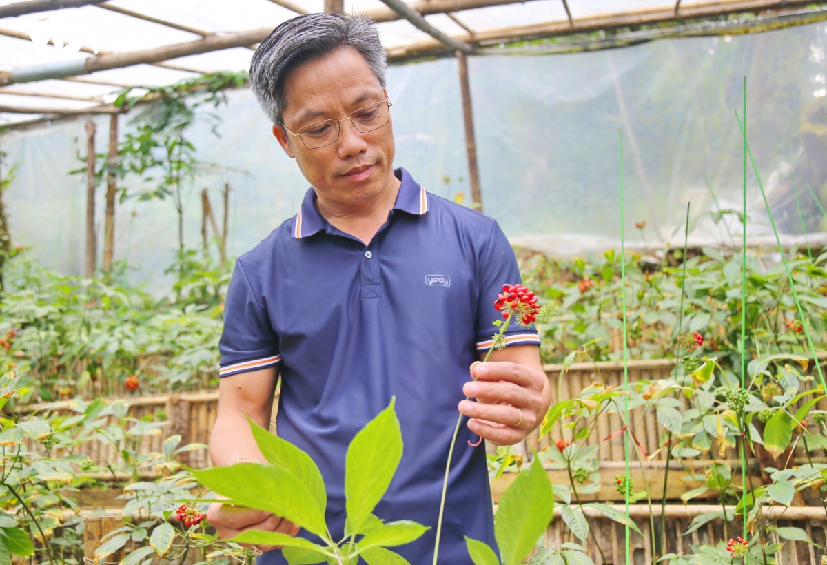 sam-ngoc-linh-4.jpg