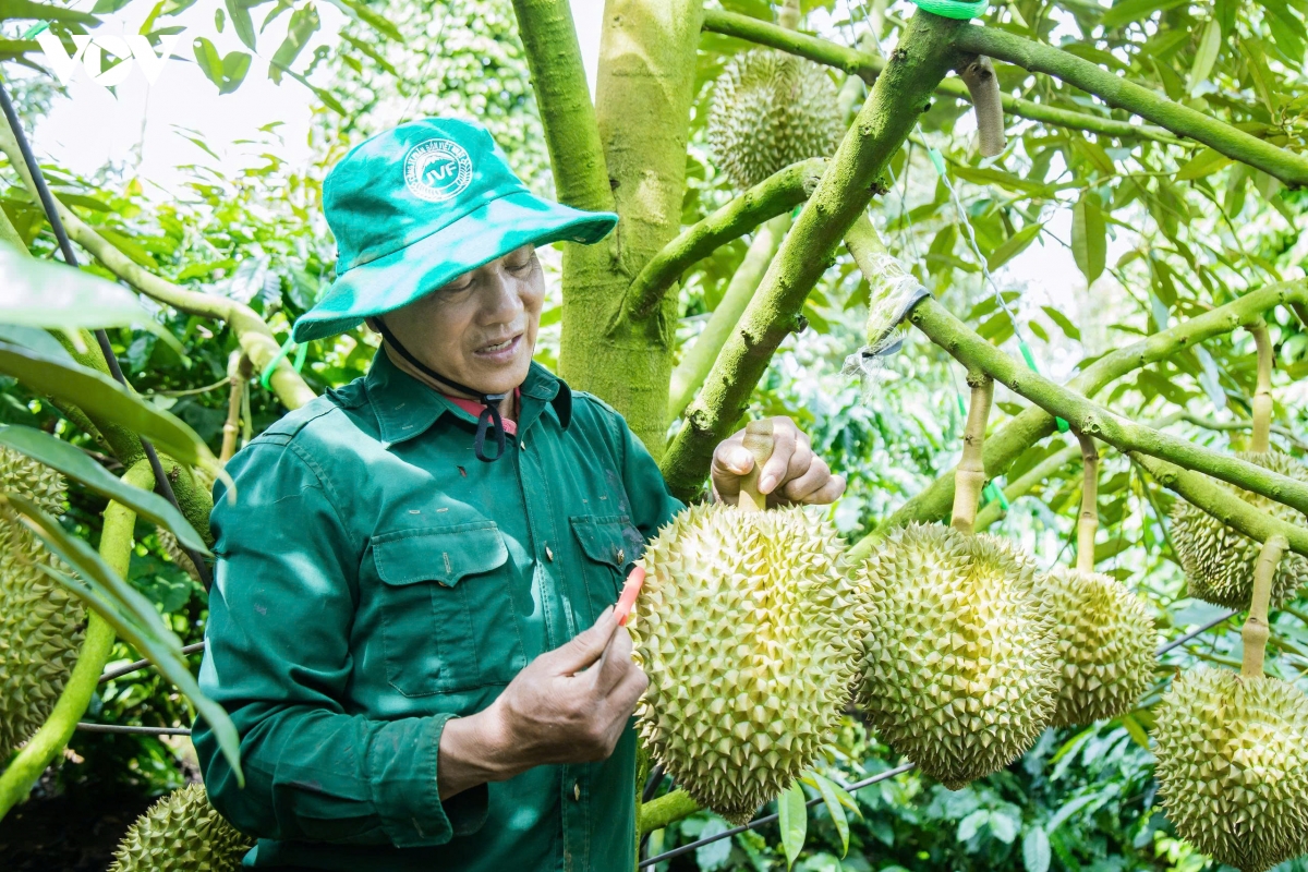 san-luong-sau-rieng-nam-2026-hon-2-trieu-tan.jpeg