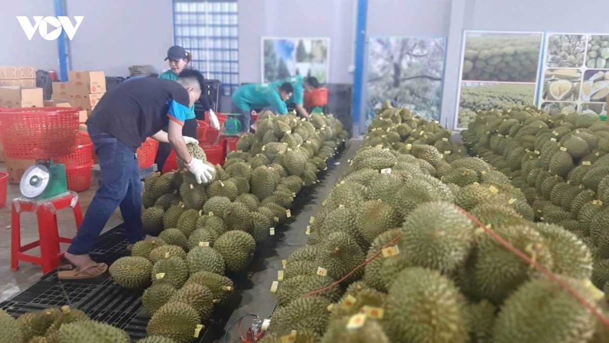 sau-rieng-3-pg.jpg
