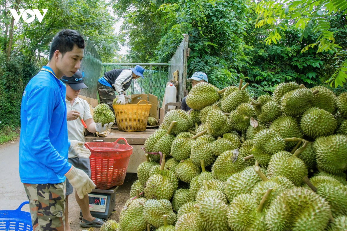thon-tan-duc-xa-ea-knuec-vao-vu-thu-hoach-chinh.jpeg