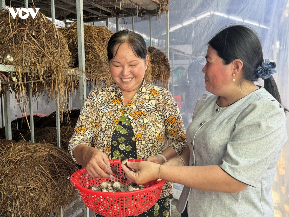 trong-nam-rom-trong-nha-2.jpg