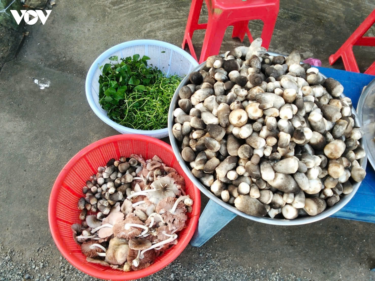 trong-nam-rom-trong-nha-6.jpg