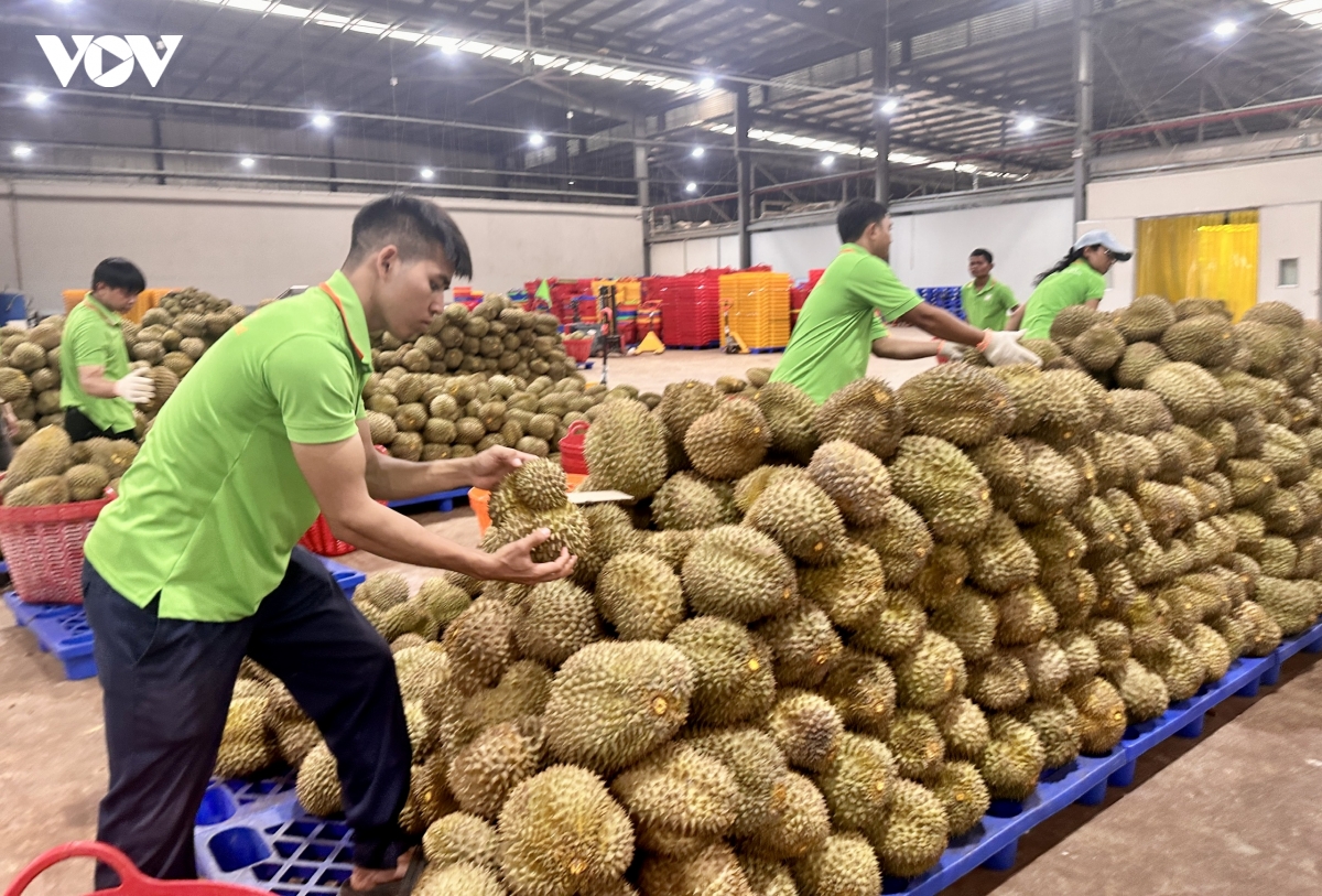 15-9-sau-rieng-1.jpg