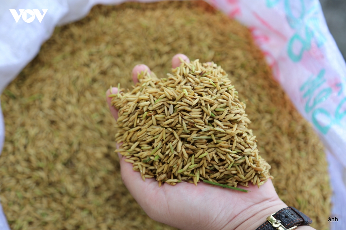 nang-cao-chuoi-gia-tri-nganh-hang-lua-gao.jpg