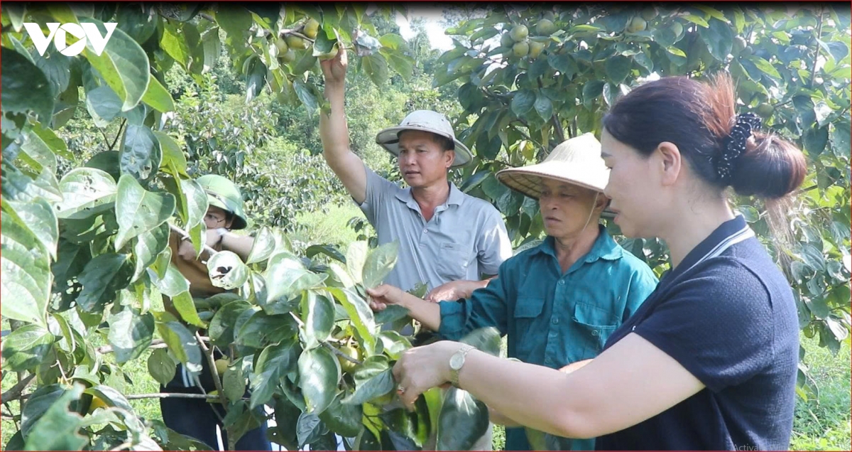ong-hoang-van-viet-o-giua.jpg