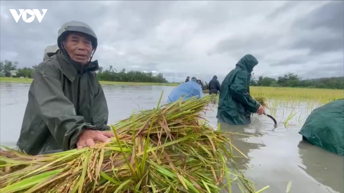 ong-phan-my-hiep-duoc-cac-luc-luong-xa-o-loan-giup-thu-hoach-lua.jpg
