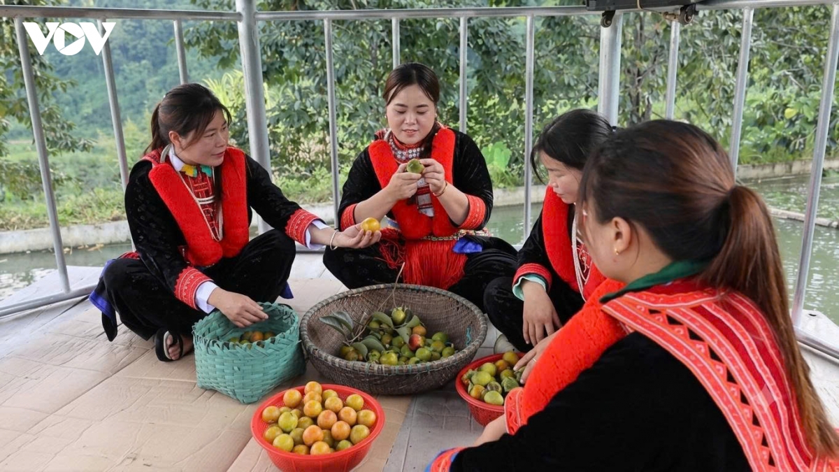 qua-hong-nghien-loan.jpg