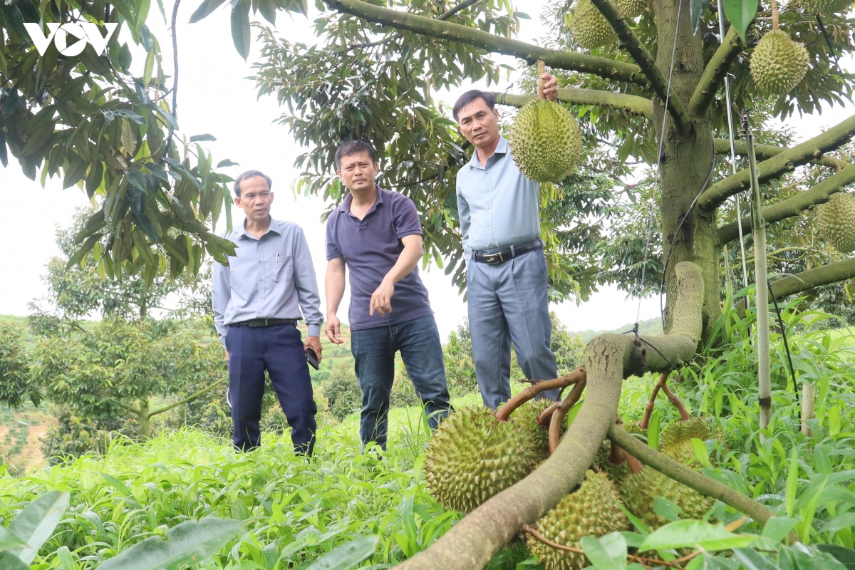 sau-rieng-01.jpg