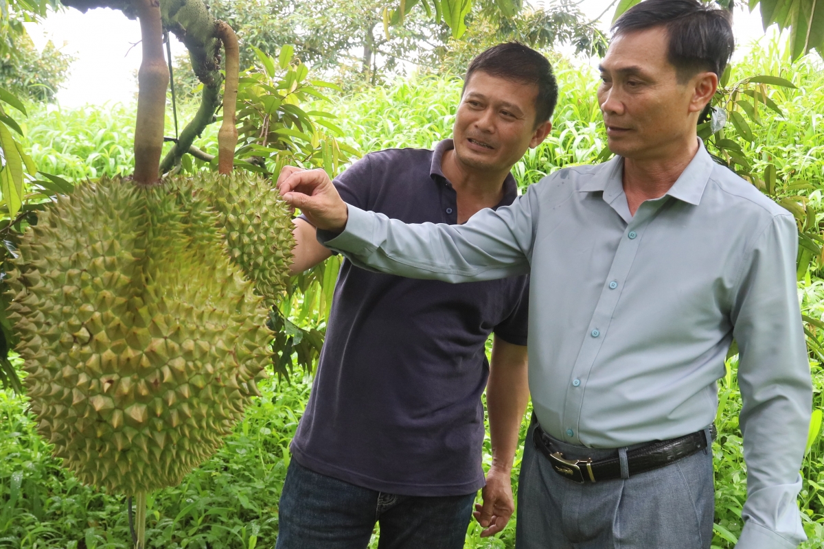 sau-rieng-02.jpg