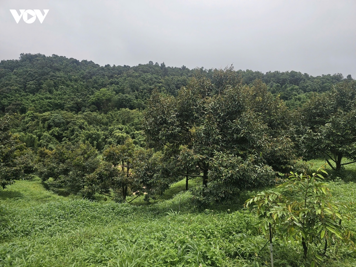 sau-rieng-03.jpg
