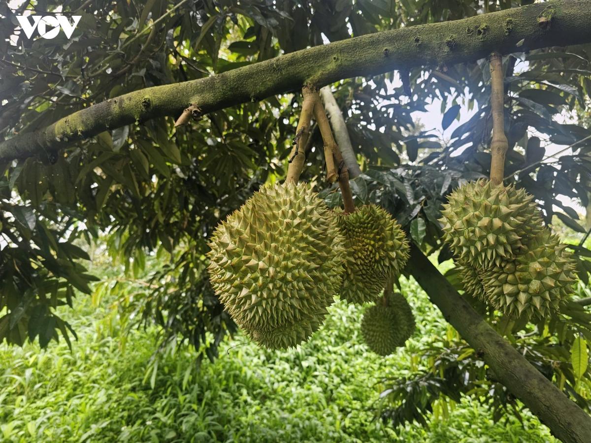 sau-rieng-04.jpg