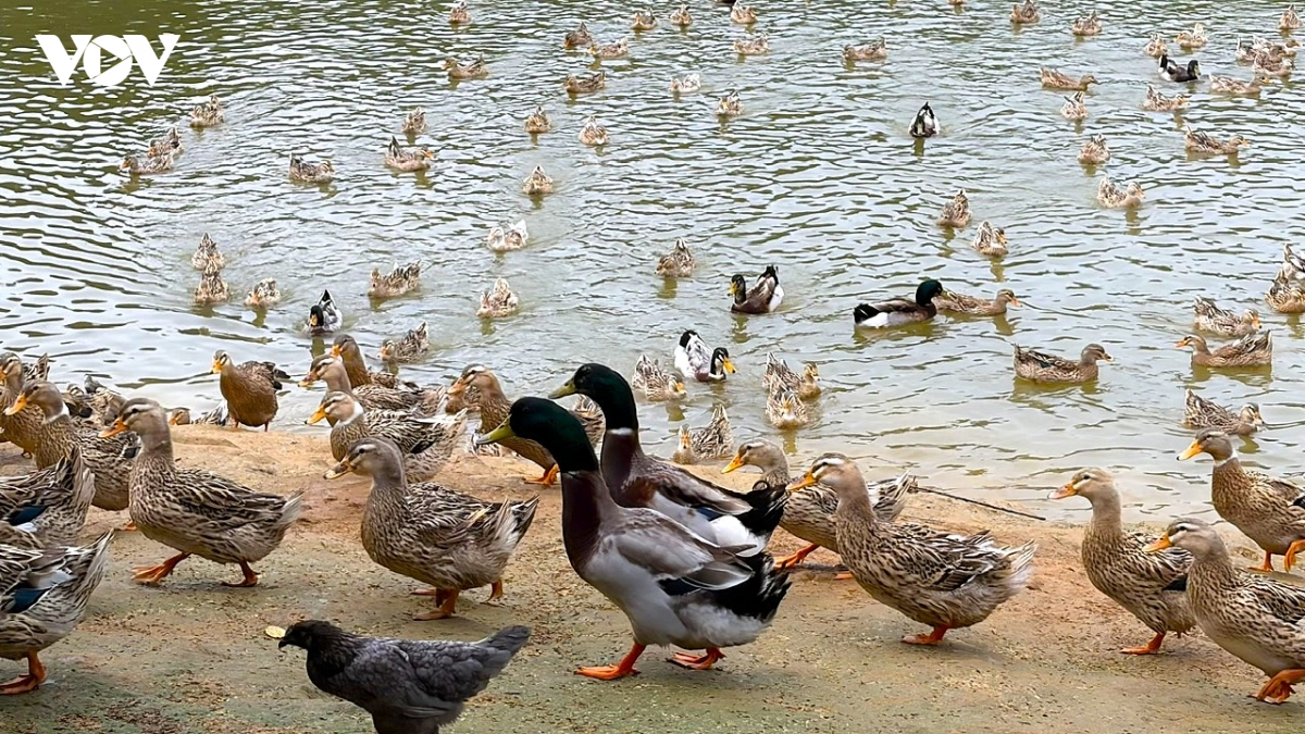 vit-quy.jpg