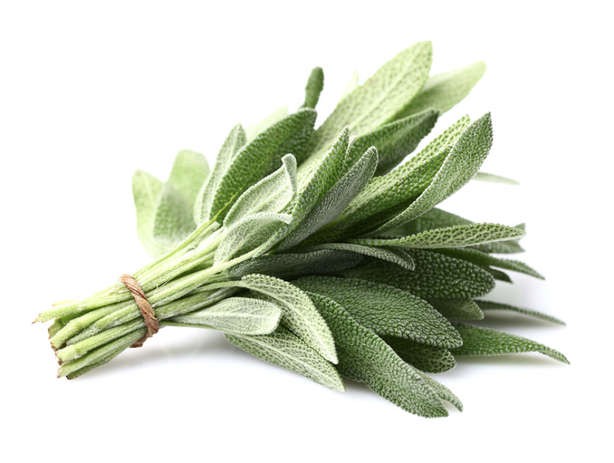 mach ban meo chua nhiet mieng don gian tai nha hinh 9