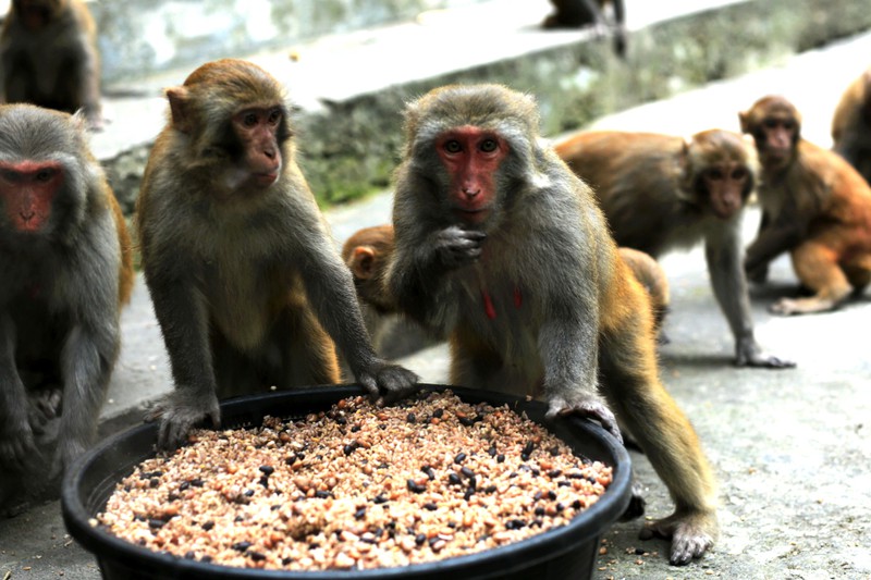 lang tham lam ban voi ….khi hinh 2