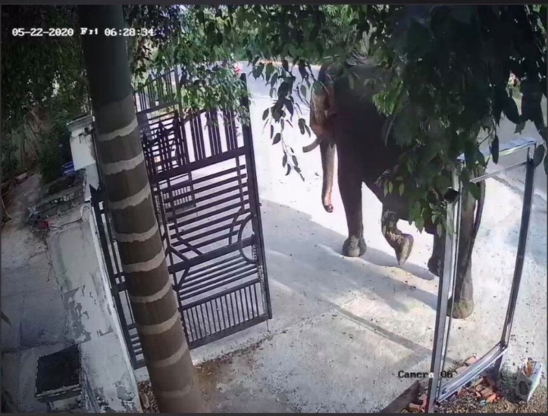 voi nha quat chet nai voi o dak lak hinh 1