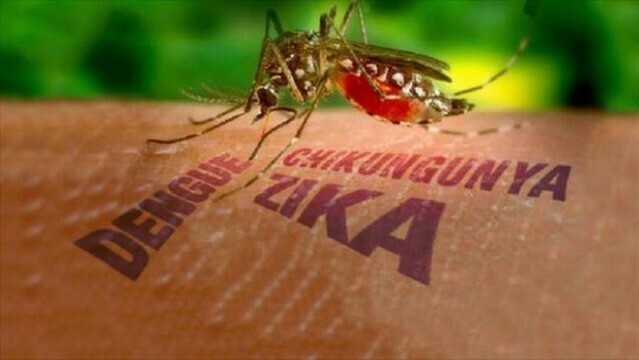 virus zika gay nguy hiem nhu the nao khi truyen tu me sang con? hinh 1