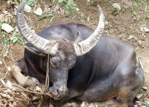 dua trau ra muong tam, chu nhan bat ngo bi huc tu vong hinh 1