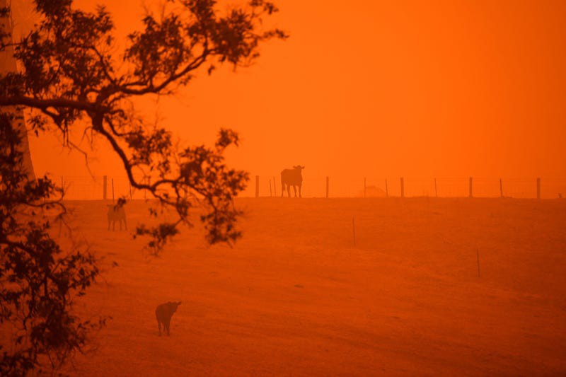 kinh hoang canh tuong chay rung nhu "hoa nguc" o australia hinh 11