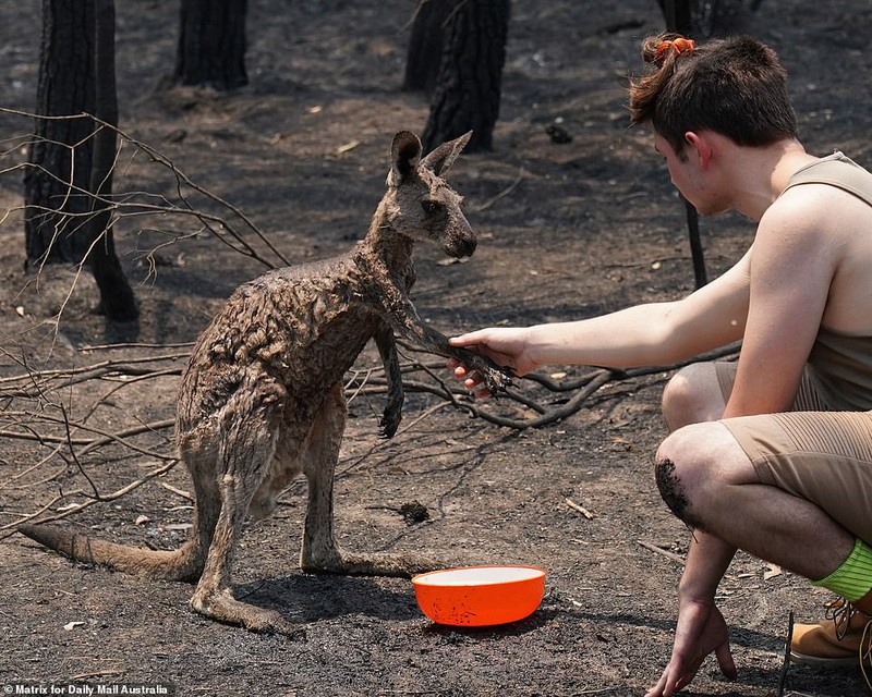 kinh hoang canh tuong chay rung nhu "hoa nguc" o australia hinh 19