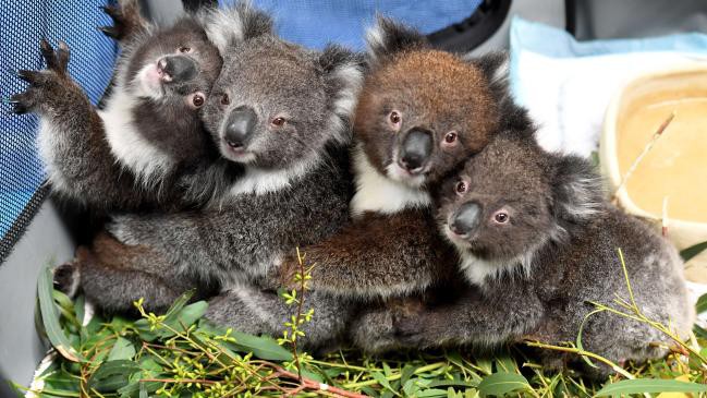 truong hoc tro thanh benh vien da chien cho gau koala tai australia  hinh 1