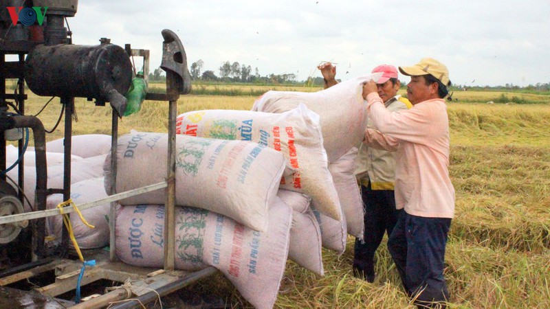 kien nghi xuat khau gao nep khong tinh vao han ngach 400.000 tan hinh 1