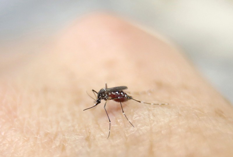 phat hien ca benh do virus zika tai da nang hinh 1