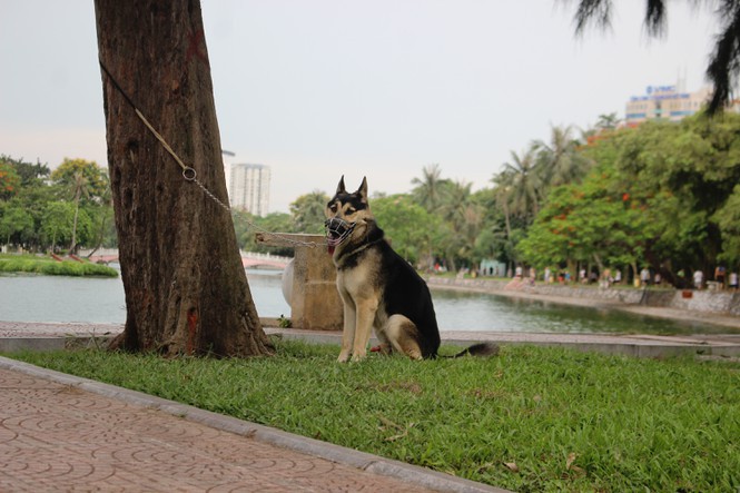 hai hung cho du khong ro mom tha rong nhan nhan o ha noi hinh 12