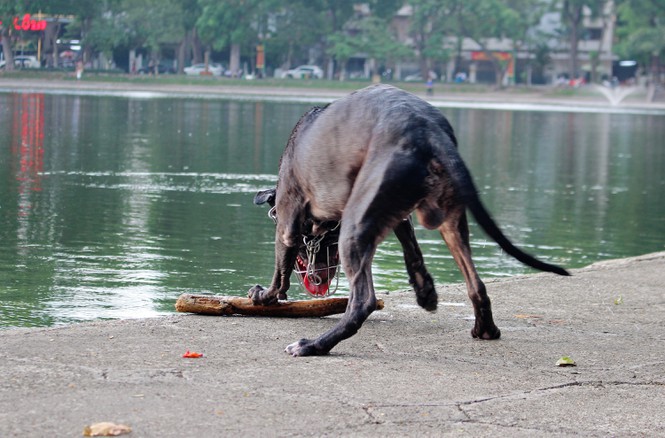 hai hung cho du khong ro mom tha rong nhan nhan o ha noi hinh 13
