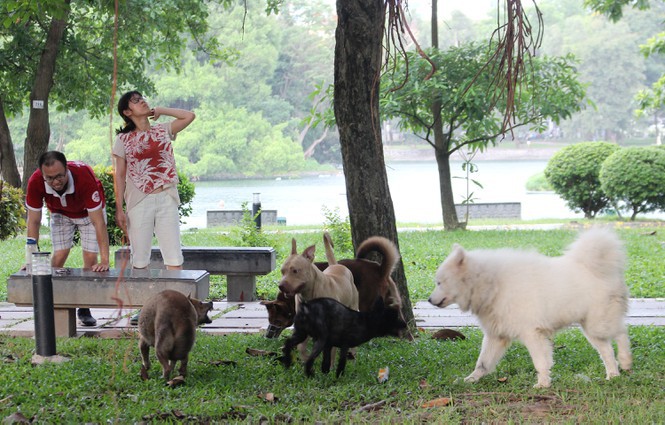 hai hung cho du khong ro mom tha rong nhan nhan o ha noi hinh 1