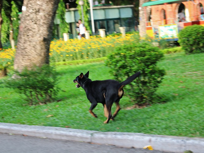 hai hung cho du khong ro mom tha rong nhan nhan o ha noi hinh 6