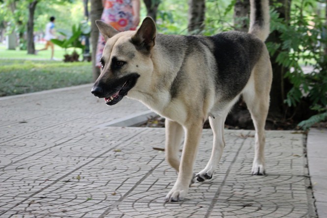 hai hung cho du khong ro mom tha rong nhan nhan o ha noi hinh 7