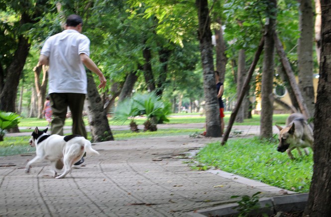 hai hung cho du khong ro mom tha rong nhan nhan o ha noi hinh 8