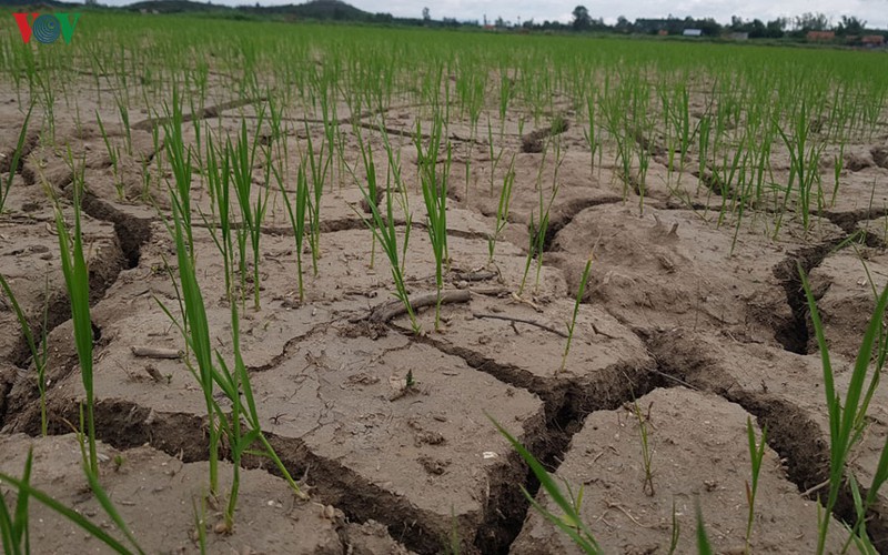 kho han kho dam bao nguon nuoc tuoi cho gan 50.000 ha lua he thu hinh 1