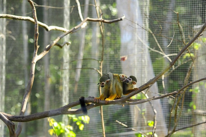vinpearl safari phu quoc - 17 ngay don 2 ca the te giac quy chao doi hinh 3