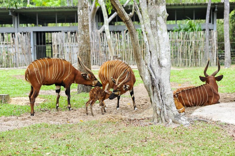 vinpearl safari phu quoc - 17 ngay don 2 ca the te giac quy chao doi hinh 6