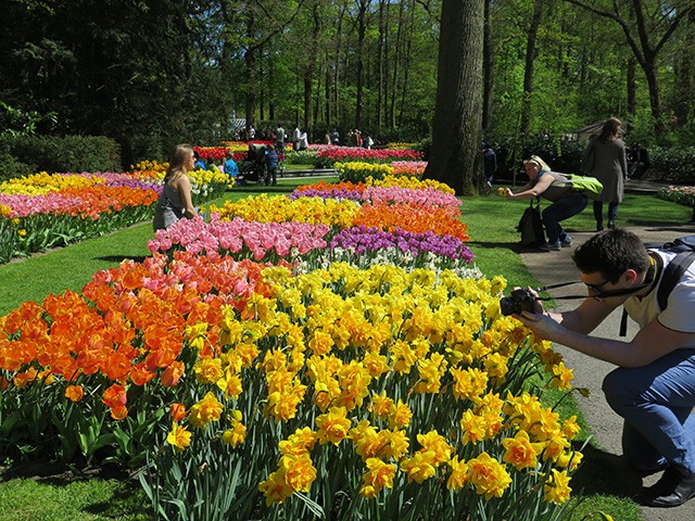 keukenhof - thien duong cua cac loai hoa hinh 20
